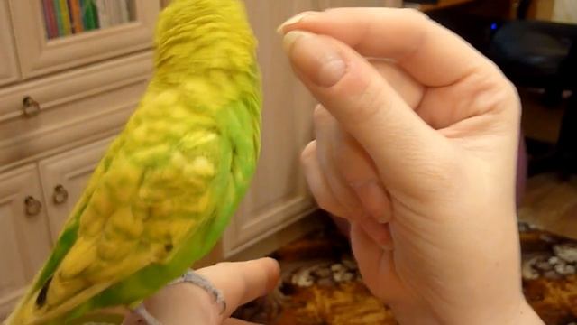 САМЫЙ МИЛЫЙ И ЗАБАВНЫЙ РУЧНОЙ ПОПУГАЙЧИК//САМЫЙ ВЕСЕЛЫЙ РУЧНОЙ ПОПУГАЙ ТОША/зеленый попугайчик TV
