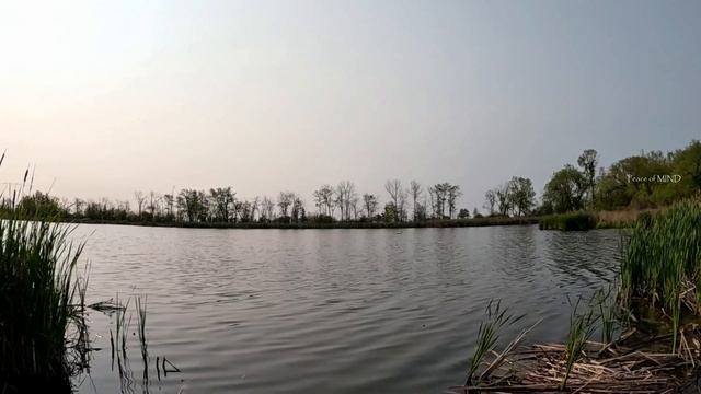 Лебедь плавающий на озере. Чарующее пение птиц. Медитативный пейзаж.