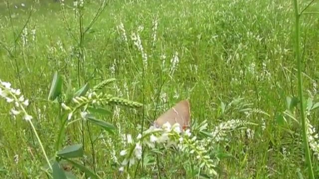 White-M hairstreak butterfly, false-head lost to a predator