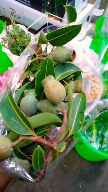 EUCALYPTUS  BELGUM (AFC)