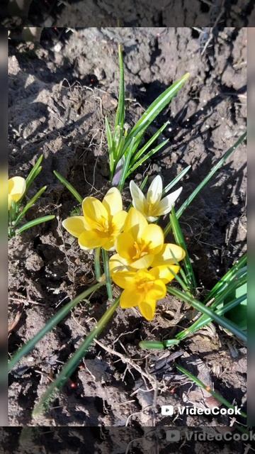 Первоцветы на нашем участке🌼🌸🌼