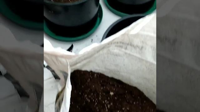 Transplant time