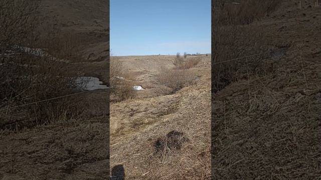 Тает прошлогодний снег природа оживает