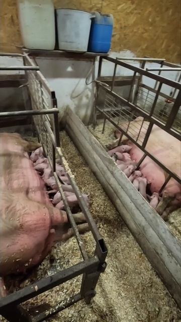 Две хрю сестры кормят маленьких поросят