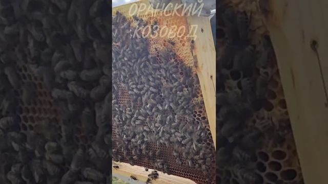 Кто пчёлок уважает.