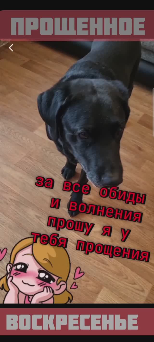 Прошения просим. Собака извиняется
