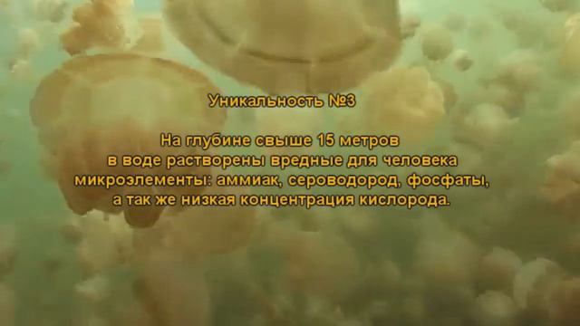 Озеро медуз