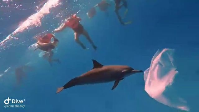 شوف بيت الدولفين 🐬 في مرسي علم / بتاع سياحة