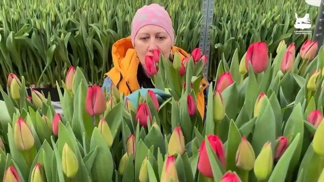 НОВОСТИ БАЙКАЛЬСКОГО РЕГИОНА (07.03.2024)