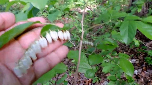 Capital Naturalist: Swamp Bells