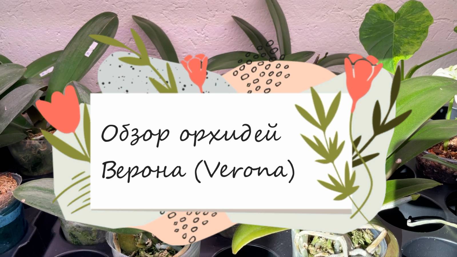 Орхидеи фаленопсис Верона (Phal Verona)