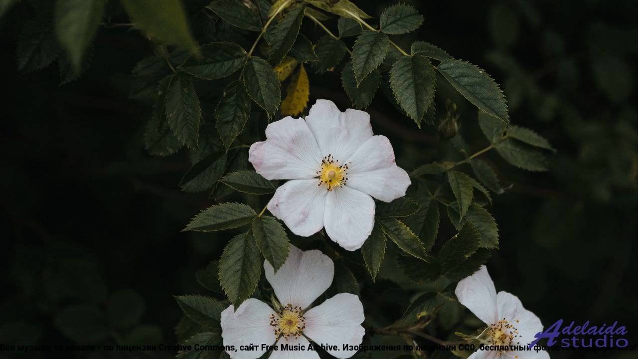 ❤ ♥ ❤ Звук, от которого пульс учащается - By The Hand With You -- Lowtone Music -- Unnamed album.mp4