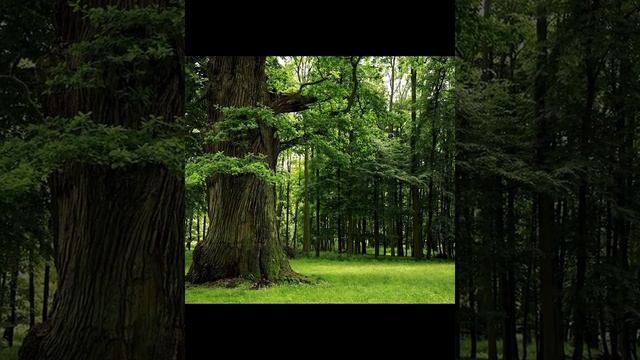 Деревья суть братья наши. Гигантские деревья наших предков и сады будущего. Евангелие мира от ессеев
