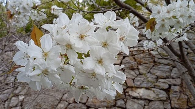 Цветение сакуры. Крым. 03.04.25.