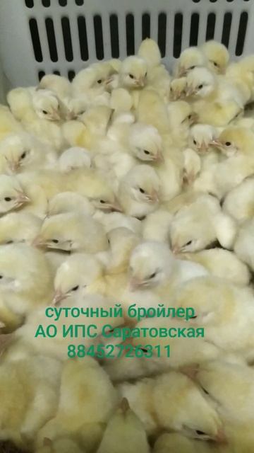 Суточный бройлер.