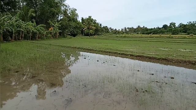 RICE FARMING this rainy season but not enough rain