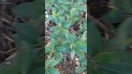 Бомжи Живут на деревьях в МАЙАМИ Авентура Флорида.