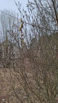 Начинает цвести ВЕРБА🥰🏞