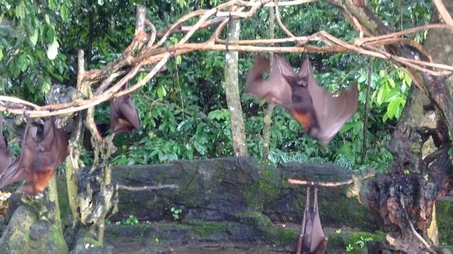 Bats in monkey forest