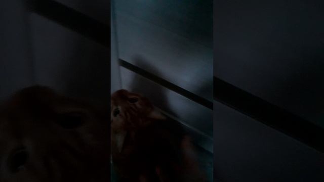 привыкание к коту