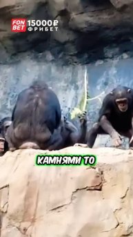 Реакция мамы-шимпанзе 😂