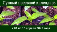 Лунный ПОСЕВНОЙ КАЛЕНДАРЬ садовода-огородника с 01 по 15 апреля 2025 года