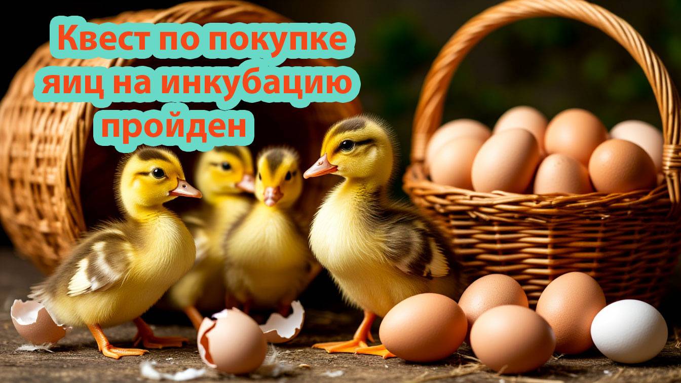С большими трудностями купила инкубационное яйцо.  Сезон инкубации продолжается