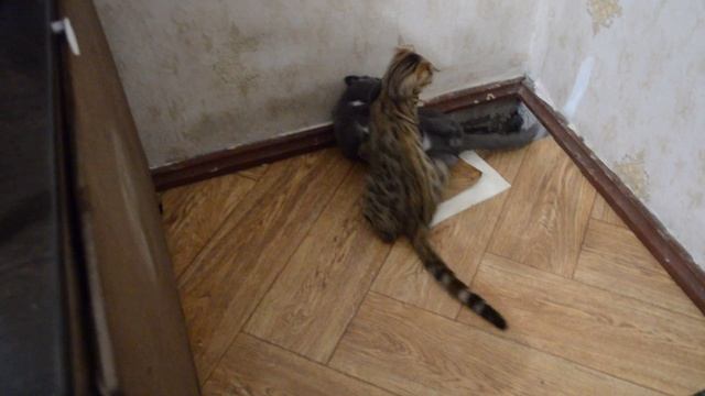 Я к тебе со всею душой ( кошачьи страсти)