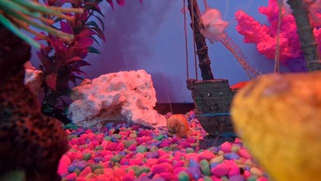 Golden Mystery Snail & tank mates (Glofish danio, common goldfish, peppered Cory catfish)