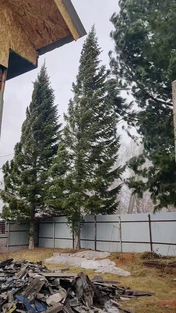 Ураган в Сибири