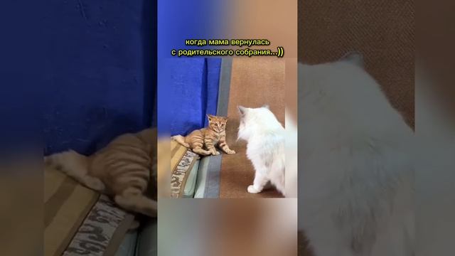 Смешные животные!)