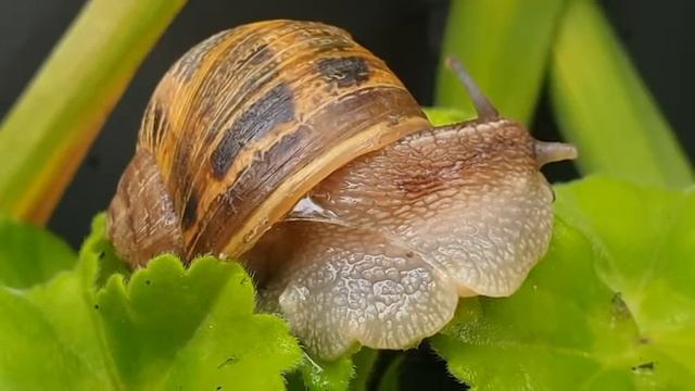 Helix aspersa O  F  Müller, 1774