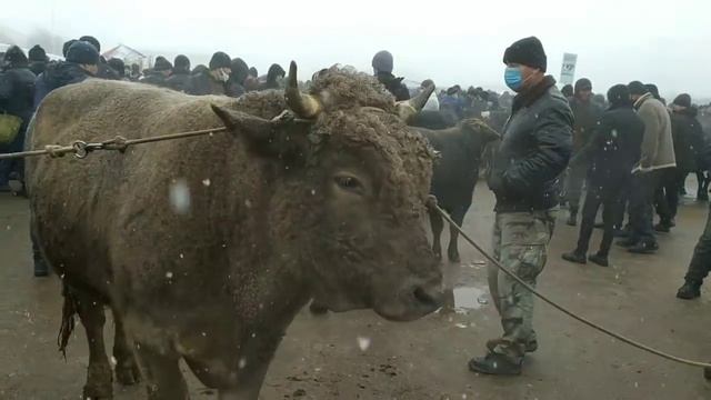 БОЗОРГА КОР ЁККАНДА ЧИКИНГ. НАРХЛАР ДАХШАТ.САМАРКАНД САВХОЗ.