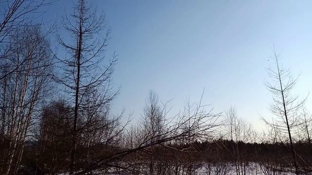 Возможно какой-то Белый Сокол? Кречет?