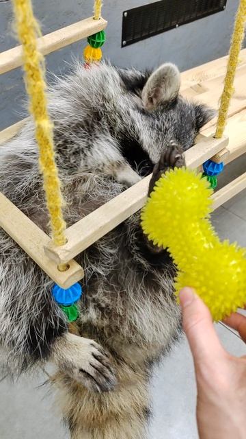 Енот Арсений любит качельки) Антикафе Енот Банда 🦝