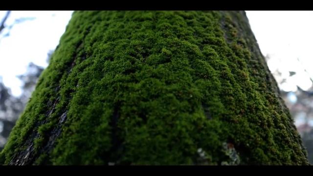 Canon M50 Cinematic - (Kit lens) - NO GİMBAL- Just Premiere Pro warp stabilizer & Color Grade