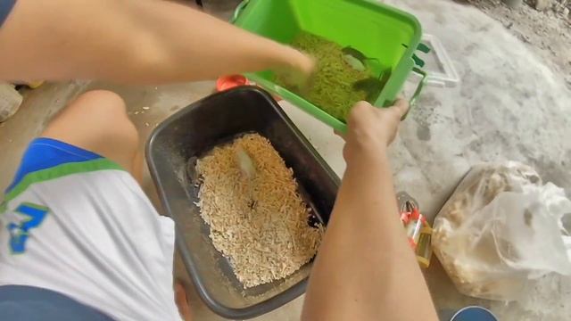 Mice & Rat Breeding Project | Cleaning | Maintenance | Feeding I Rodentia Feeders