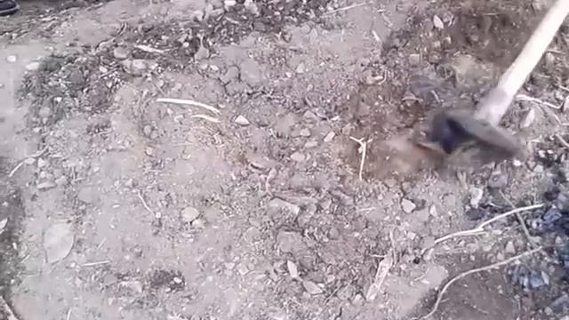 Лейлектеги Тандыр гош
