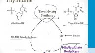 Hematology - 4. Cancer Drugs - 1.Antimetabolites atf
