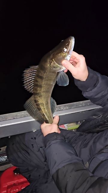 Рыбалка с гидом в Самаре  #рыбалка  #fishing