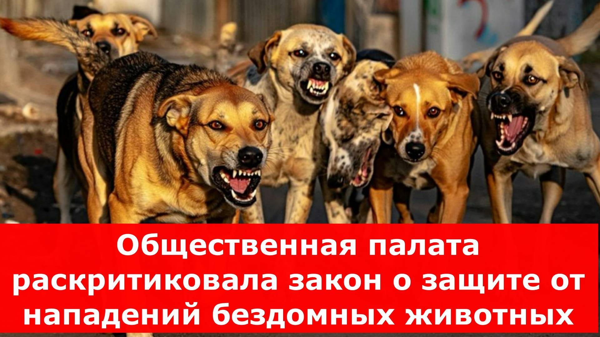 Общественная палата раскритиковала закон о защите от нападений бездомных животных