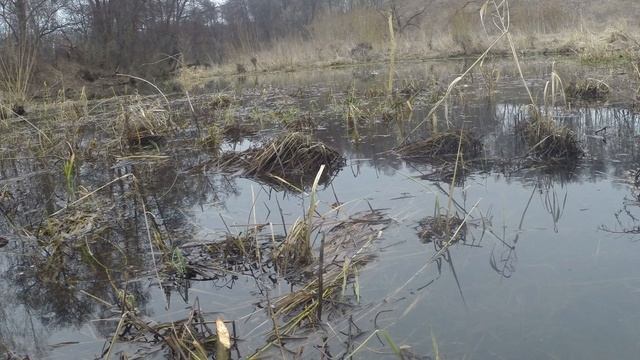 Охота с подсадной из скрадка Весна 2025 года.