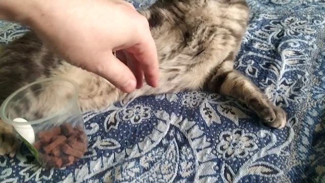 к кисе пришел Мир