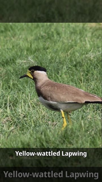 Birding at bhigwan #shorts