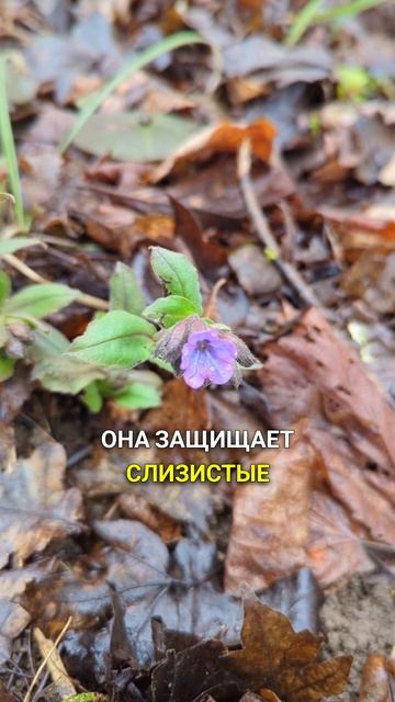 оживит кровь, защитит мозг
