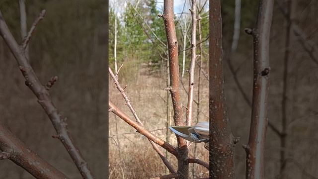 🍎ОБРЕЗКА ЯБЛОНИ ВЕСНОЙ 🌳