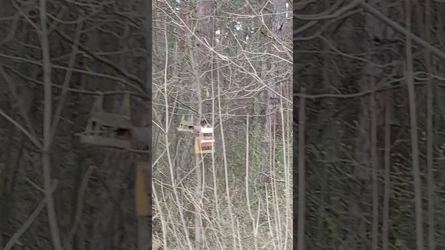 Встреча с белкой в бору.mp4