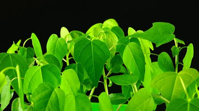 How To Grow Papaya From Seeds