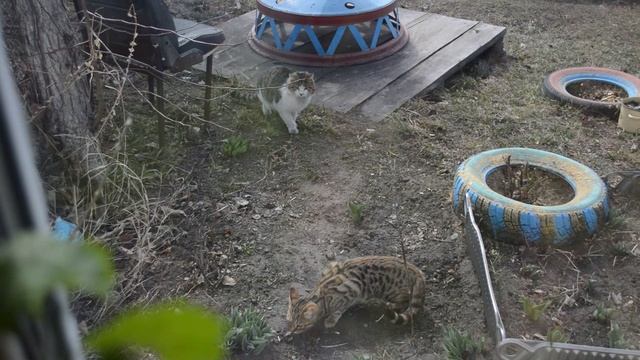 Давайте, Бася, потанцуем