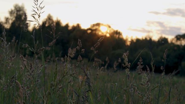 Русская природа с инной стороны. Закат в поле